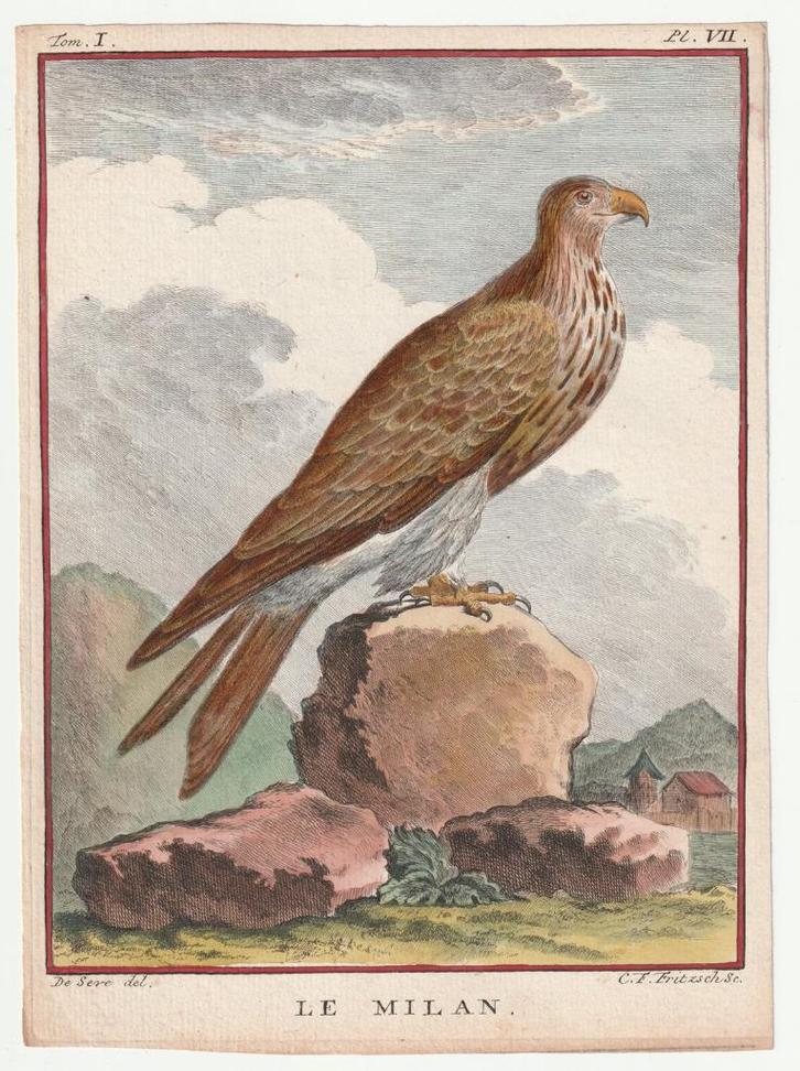 Le Milan wouw ? Buffon De Seve C.F. Fritzsch ca. 1780, Antiek en Kunst, Kunst | Etsen en Gravures, Verzenden