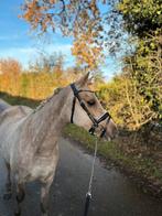 Super knappe gereden B pony, Dieren en Toebehoren, Pony's, Merrie, Recreatiepony, Ontwormd