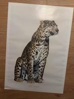 Schilderij print 50x70 Leopard, Huis en Inrichting, Gebruikt, 50 tot 75 cm, Ophalen of Verzenden, Print