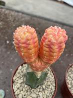Cactus Cintia Knizei in de potmaat 8,5 cm, Ophalen of Verzenden, Minder dan 100 cm, Bloeiende kamerplant, Volle zon