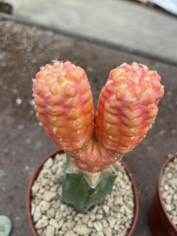 Cactus Cintia Knizei in de potmaat 8,5 cm beschikbaar voor biedingen