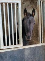 2 Dressuur hengstveulens, Dieren en Toebehoren, Paarden, Merrie, Dressuurpaard, 0 tot 2 jaar