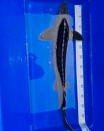 Slatdick steur 55-60cm, Dieren en Toebehoren, Steur