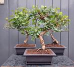 3 Chinese Liguster Bonsai’s - Ligustrum Lucidum - 24 Cm Hoog, Huis en Inrichting, Kamerplanten, Ophalen of Verzenden, In pot, Minder dan 100 cm