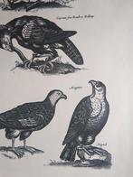 Oude prent roofvogels, Verzamelen, Foto's en Prenten, Verzenden, 1960 tot 1980, Gebruikt