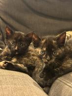 Lieve KITTENS, Dieren en Toebehoren, Katten en Kittens | Overige Katten