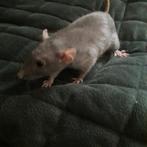 Twee jonge ratjes met kooi, Dieren en Toebehoren, Knaagdieren, Juni, Vrouwelijk, Rat