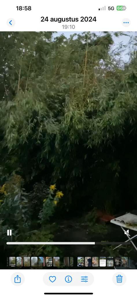 BAMBOE Niet Woekerend, Tuin en Terras, Planten | Bomen, Overige soorten, 400 cm of meer, Halfschaduw, Zomer, Ophalen