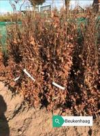 Beukenhaag, Fagus. Haagbeuk, Liguster, Taxus, Meidoorn, Tuin en Terras, Planten | Bomen, Ophalen, Bloeit niet, Halfschaduw, Overige soorten