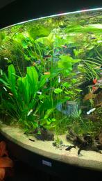 Aquarium planten, Ophalen of Verzenden, Nieuw, Plant(en), Steen of Hout