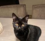 Half britse korthaar katten, Poes