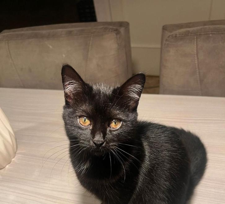 Half britse korthaar katten, Dieren en Toebehoren, Katten en Kittens | Overige Katten, Poes