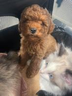 Toypoedel pup, Poedel, Parvo, Reu, 8 tot 15 weken