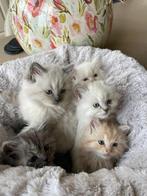Ragdoll kittens langhaar, Dieren en Toebehoren, Katten en Kittens | Raskatten | Langhaar, Meerdere dieren, Ontwormd, 0 tot 2 jaar