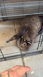 hok met 2 lieve konijnen, Dieren en Toebehoren, Konijnen, Vrouwelijk, 0 tot 2 jaar