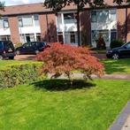 Prachtige Japanse Esdoorn Acer palmatum dissectum, Tuin en Terras, Planten | Bomen, Ophalen, Bloeit niet, Halfschaduw, Overige soorten