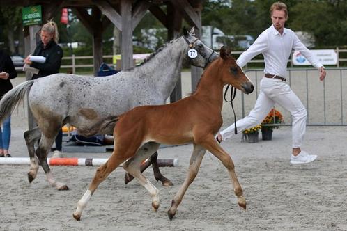 Super sport talent nrps jaarling met veel kwaliteit.    TEAB, Dieren en Toebehoren, Pony's, Hengst, Dressuurpony, 0 tot 2 jaar