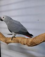 Grijze roodstaarten, 2 poppen 1 man, Vrouwelijk, Papegaai, Geringd