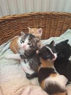 Kittens, Dieren en Toebehoren, Katten en Kittens | Overige Katten, Meerdere dieren, Kortharig, 0 tot 2 jaar