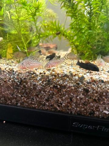 Corydora Sterbai beschikbaar voor biedingen