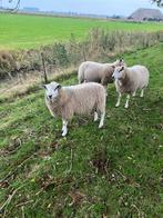 Swifter dekram, Dieren en Toebehoren, Schapen, Geiten en Varkens, Mannelijk, Schaap