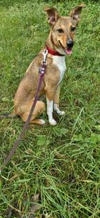 Knappe dame Emiley, Dieren en Toebehoren, Honden | Niet-rashonden, Particulier, Rabiës (hondsdolheid), 15 weken tot 1 jaar, Buitenland