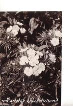 Ansichtkaart	Hartelijk Gefeliciteerd	Bloemen	Anjers, Verzenden, 1960 tot 1980, Gelopen, Natuur