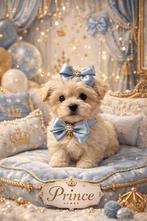 Maltipoo pups, Dieren en Toebehoren, Honden | Niet-rashonden, Reu, 8 tot 15 weken, Parvo, Meerdere