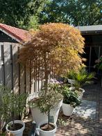 Acer in pot - 220cm hoog, Bloeit niet, Overige soorten, 100 tot 250 cm, Ophalen