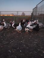 Kaapse/muskes eenden, Dieren en Toebehoren, Pluimvee, Meerdere dieren, Eend