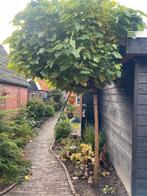 Catalpa, Bloeit niet, 100 tot 250 cm, Ophalen, Volle zon