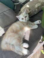 Britse brits korthaar kitten poes Creme Tabby oranje ogen, Poes, Ontwormd, 0 tot 2 jaar