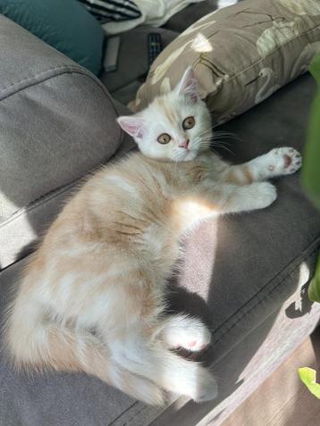 Britse brits korthaar kitten poes Creme Tabby oranje ogen beschikbaar voor biedingen