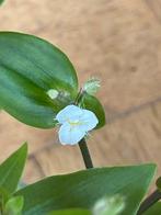🌱 Vaderplant Tradescantia green hill gewortelde stekjes, Ophalen, Overige soorten, Halfschaduw, Minder dan 100 cm
