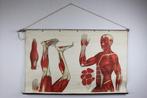 Antieke schoolplaat Duitse anatomische plaat Foedisch Krantz, Antiek en Kunst, Antiek | Schoolplaten, Natuur en Biologie, Ophalen of Verzenden