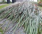 Bamboestokken tot 9m lang / uitzoeken / t.e.a.b., Ophalen