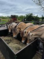 Fjord pony's, Dieren en Toebehoren, Pony's, Merrie, Gechipt, Niet van toepassing, Recreatiepony