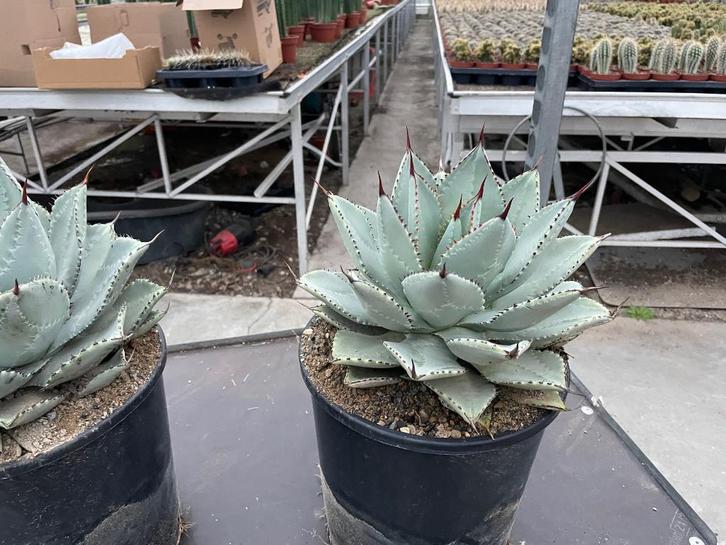 AGAVE Pygmae 'Dragon Toes’ potmaat 25 cm., Huis en Inrichting, Kamerplanten, Cactus, Minder dan 100 cm, Bloeiende kamerplant, Volle zon