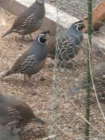 Californische kuifkwartels, Meerdere dieren