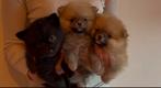 Pomeriaan pup (dwerg keesje )& Pomsky pup te koop, Dieren en Toebehoren, Nederland, Keeshond, 8 tot 15 weken, Parvo
