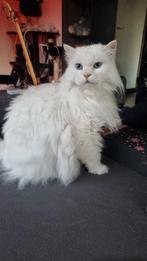 Perzische poes MET spoed weg, Dieren en Toebehoren, Poes, Gechipt, 6 jaar of ouder