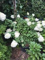 4 grote pluimhortensia, Ophalen of Verzenden, Zomer, Overige soorten, Volle zon