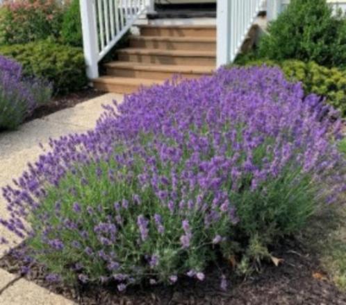 Lavendula angustifolia blue lavendel, vaste plant, bodembede, Tuin en Terras, Planten | Tuinplanten, Vaste plant, Overige soorten