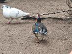 Koppel mandarijneenden, Dieren en Toebehoren, Pluimvee, Meerdere dieren, Eend