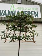 Prunus Laurocerasus (leiboom), Tuin en Terras, Planten | Bomen, Ophalen, Leiboom, Halfschaduw, Lente