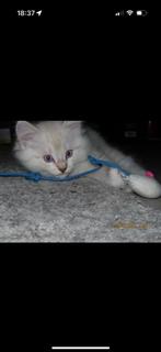 Ragdoll kittens, Meerdere dieren, Met stamboom, 0 tot 2 jaar
