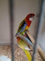 Mooi koppel rosella's, Dieren en Toebehoren, Meerdere dieren, Parkiet