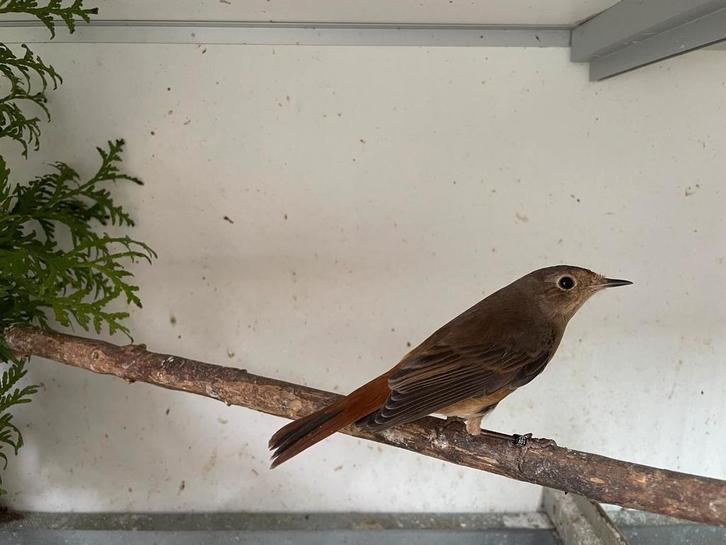 Diverse vogels aangeboden, Dieren en Toebehoren, Vogels | Overige Vogels