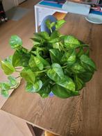 Gouden Pothos (Epipremnum aureum) Klimplant, Ophalen, Vaste plant, Bloeit niet, Halfschaduw