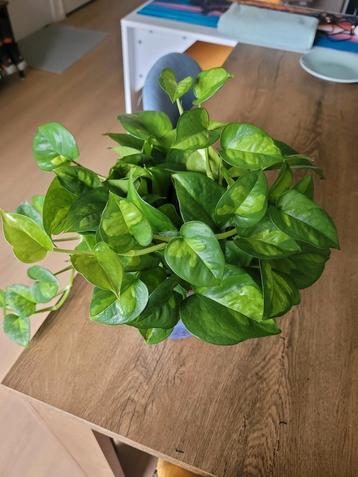 Gouden Pothos (Epipremnum aureum) Klimplant beschikbaar voor biedingen